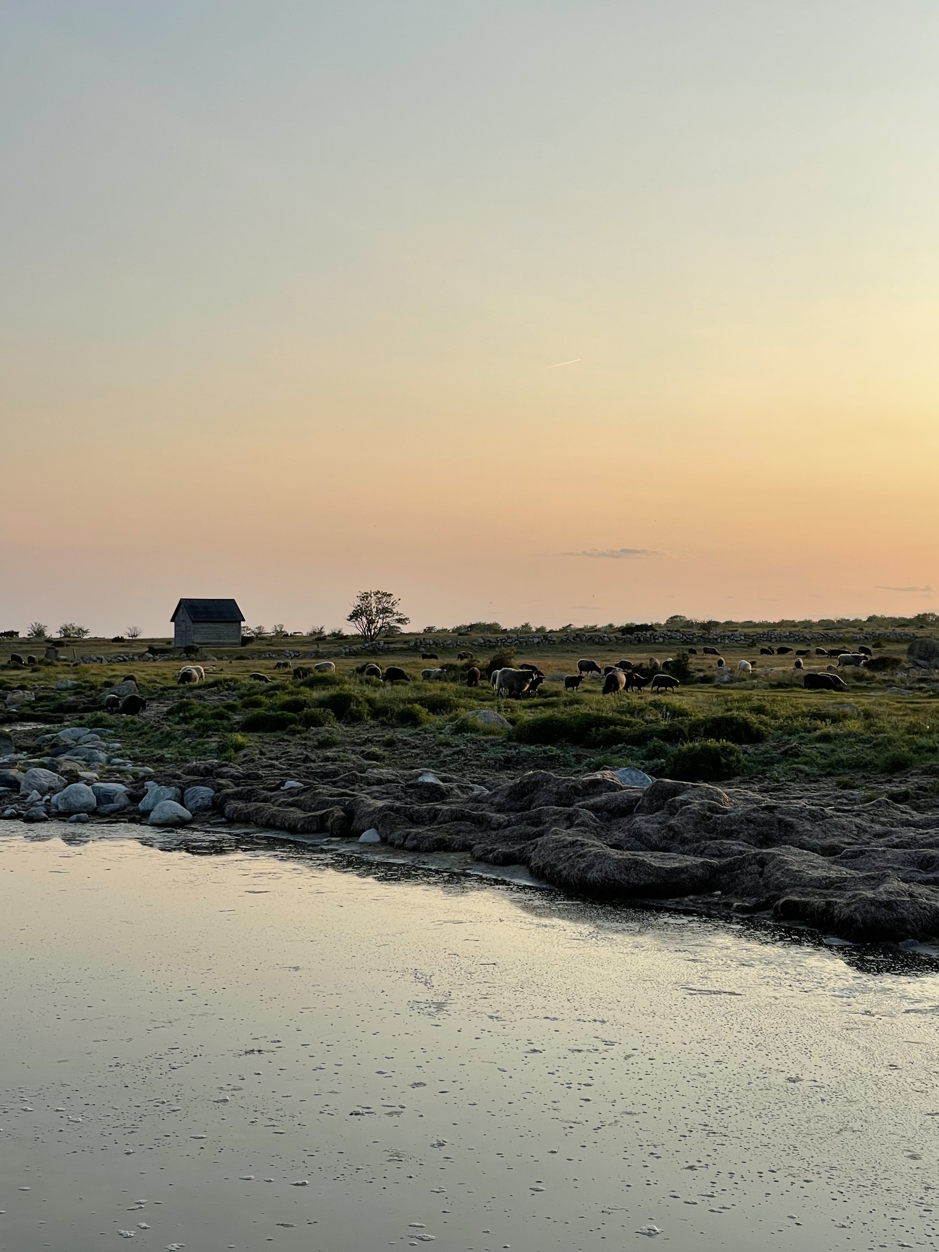 Får vid strandsjön i kvällsljus